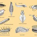 Faune de Burgess - crédits : Encyclopædia Universalis France