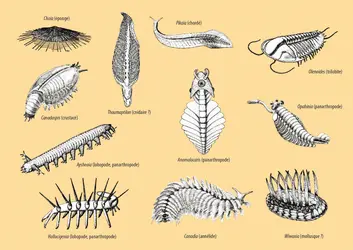 Faune de Burgess - crédits : Encyclopædia Universalis France