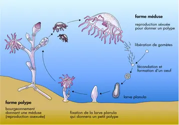 Cycle de vie d'une méduse - crédits : © Encyclopædia Universalis France