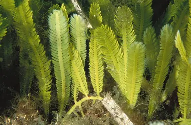 Algue Caulerpa taxifolia - crédits : © J. Carlos Calvin/ Age fotostock