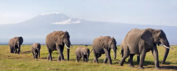 Éléphants - crédits : Nigel Pavitt/ AWL Images/ Getty Images