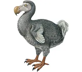 Dodo - crédits : © Encyclopædia Britannica, Inc.