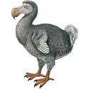 Dodo - crédits : © Encyclopædia Britannica, Inc.