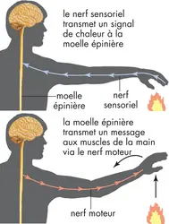 Messages transmis par les nerfs - crédits : © Encyclopædia Britannica, Inc.