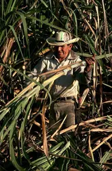 Coupeur de canne à sucre, Costa Rica - crédits : G. Sioen/ De Agostini/ Getty Images