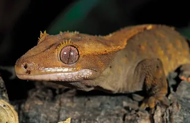 Gecko - crédits : © Craig K. Lorenz / Photo Researchers, Inc.