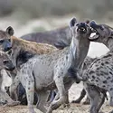 Hyènes - crédits : © B. Barnard/ Shutterstock