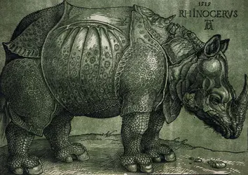 Le Rhinocéros, A. Dürer - crédits : Christie's Images,  Bridgeman Images 