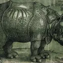 Le Rhinocéros, A. Dürer - crédits : Christie's Images,  Bridgeman Images 