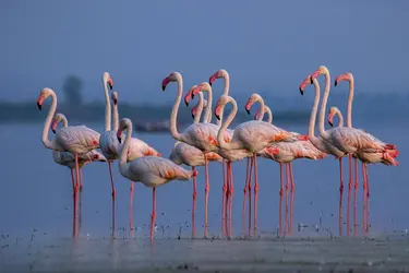 Flamant rose - crédits : © Ashok Dewangan/ 500px/ Getty Images