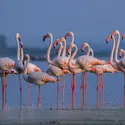 Flamant rose - crédits : © Ashok Dewangan/ 500px/ Getty Images