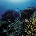 Serpent marin - crédits : © Jurgen Freund/Nature Picture Library