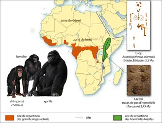 Afrique : répartition des hominidés fossiles et grands singes actuels - crédits : © Encyclopædia Universalis France