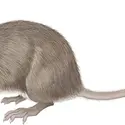 Souris - crédits : © Encyclopædia Britannica, Inc.