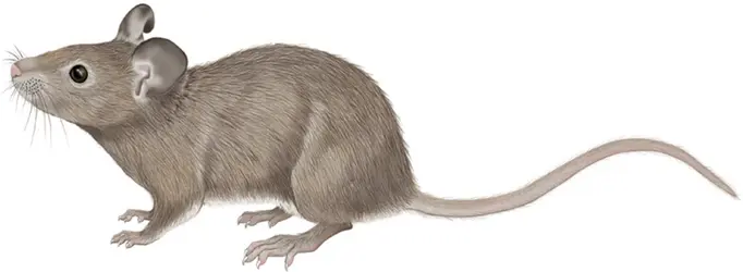 Souris - crédits : © Encyclopædia Britannica, Inc.