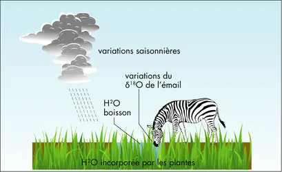 Fossiles et âge du gisement fossilifère - crédits : © Encyclopædia Universalis France