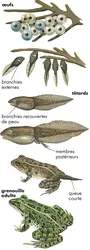 Métamorphose du têtard - crédits : © Encyclopædia Britannica, Inc.