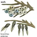 Métamorphose du têtard - crédits : © Encyclopædia Britannica, Inc.