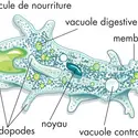 Amibe - crédits : © Encyclopædia Britannica, Inc.