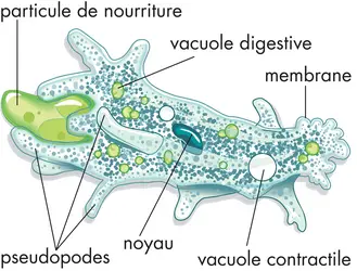 Amibe - crédits : © Encyclopædia Britannica, Inc.