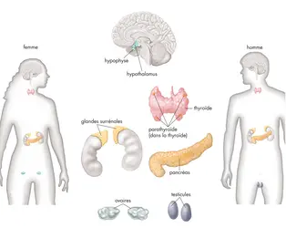 Système endocrinien chez l'homme et la femme - crédits : © Encyclopædia Britannica, Inc.