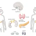 Système endocrinien chez l'homme et la femme - crédits : © Encyclopædia Britannica, Inc.