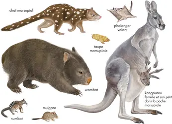 Marsupiaux - crédits : © Encyclopædia Britannica, Inc.