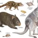 Marsupiaux - crédits : © Encyclopædia Britannica, Inc.
