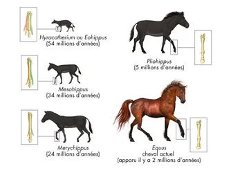 Équidés - crédits : © Encyclopædia Universalis France