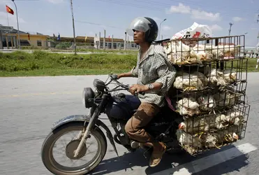 Commerce des volailles et grippe aviaire - crédits : Hoang Dinh Nam/ AFP