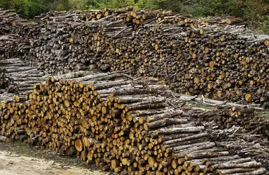 Tas de bois - crédits : © Pack-Shot/ Shutterstock