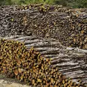 Tas de bois - crédits : © Pack-Shot/ Shutterstock