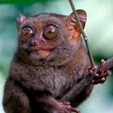 Tarsier - crédits : © James Joel ; CC BY-ND 2.0