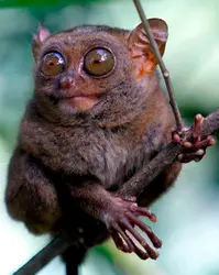 Tarsier - crédits : © James Joel ; CC BY-ND 2.0