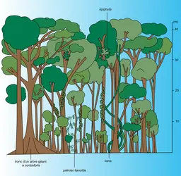 Les étages de la forêt dense équatoriale - crédits : Encyclopædia Universalis France