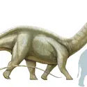 Apatosaure - crédits : © Encyclopædia Universalis France