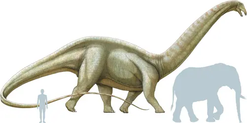 Apatosaure - crédits : © Encyclopædia Universalis France