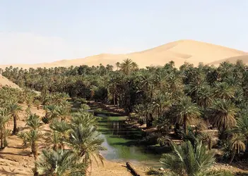 Oasis en Algérie - crédits : © Spectrum Colour Library/Heritage-Images