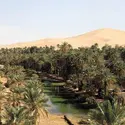 Oasis en Algérie - crédits : © Spectrum Colour Library/Heritage-Images