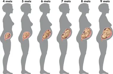 Positionnement du fœtus dans le ventre - crédits : © Encyclopædia Britannica, Inc.