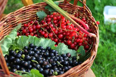 Baies (fruit) - crédits : © Bo Starch/ Shutterstock 