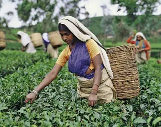 Plantation de thé au Sri Lanka - crédits : © Steve Vidler/SuperStock