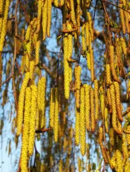 Bouleau en fleur - crédits : Katafei/ Shutterstock