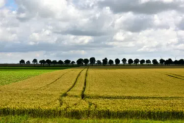 Paysage d’openfield, Eure-et-Loir - crédits : © Feifei Cui-Paoluzzo/ Moment Open/ Getty Images