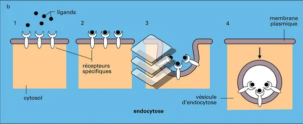 Membrane cellulaire - crédits : Encyclopædia Universalis France