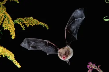 Chauve-souris - crédits : © Joe McDonald/ The Image Bank/ Getty Images