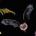 Chauve-souris - crédits : © Joe McDonald/ The Image Bank/ Getty Images