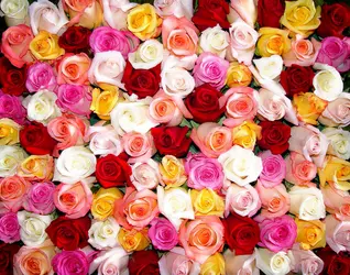 Variétés de roses - crédits : © Shutterstock