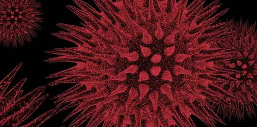 Virus du sida - crédits : © Shutterstock