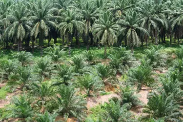 Palmiers à huile - crédits : © Kheng Guan Toh/ Shutterstock